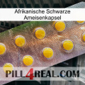 Africa Black Ant Capsule new11